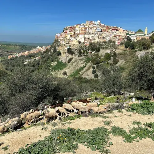A view of the landscape and livestock in Moulay-Idriss, Morocco. 
