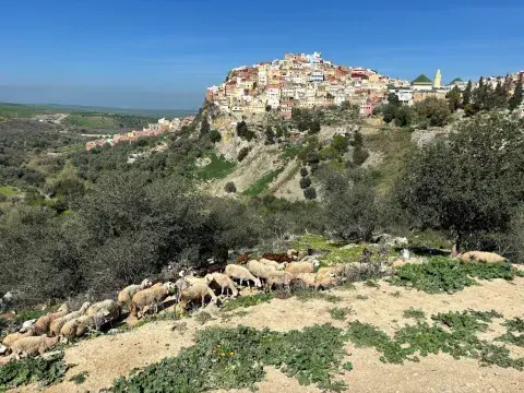 A view of the landscape and livestock in Moulay-Idriss, Morocco.